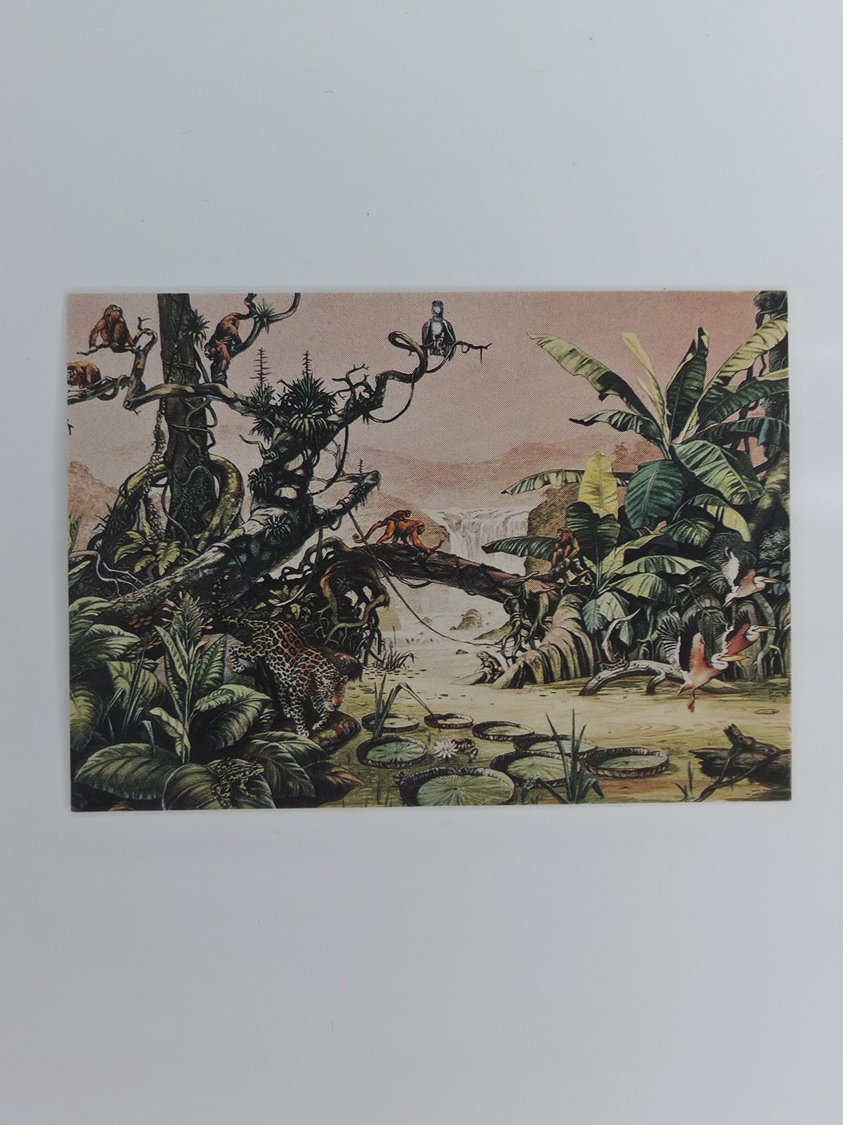 Jungle #87 front